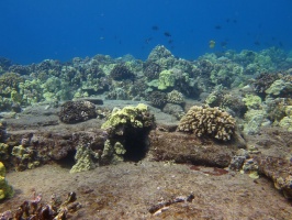 96  Reef IMG 2636